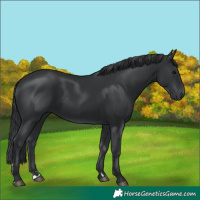 Horse Color:Black 