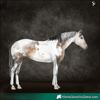 Horse Color:White Spotted Brown Dun Tobiano Rabicano