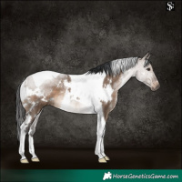 Horse Color:White Spotted Brown Dun Tobiano Rabicano 