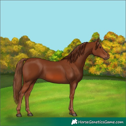 Horse Color:Chestnut 