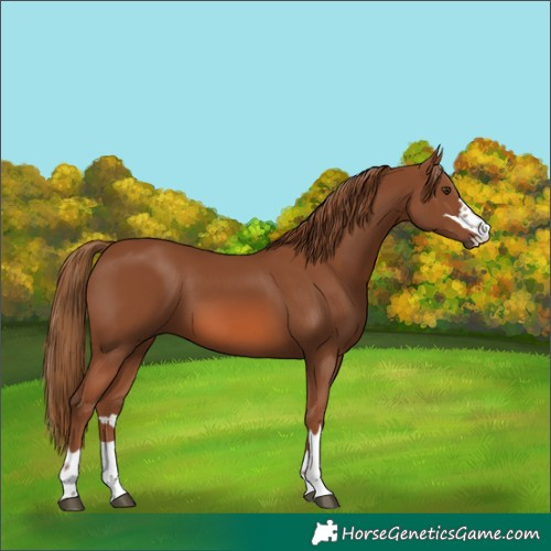 Horse Color:Chestnut 
