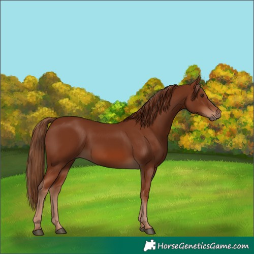 Horse Color:Chestnut 