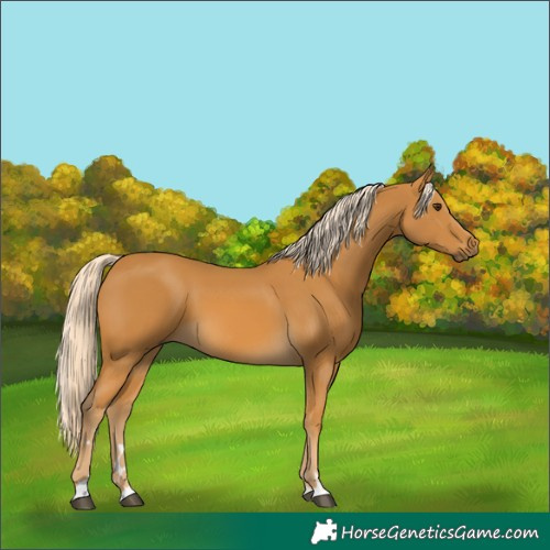 Horse Color:Palomino 