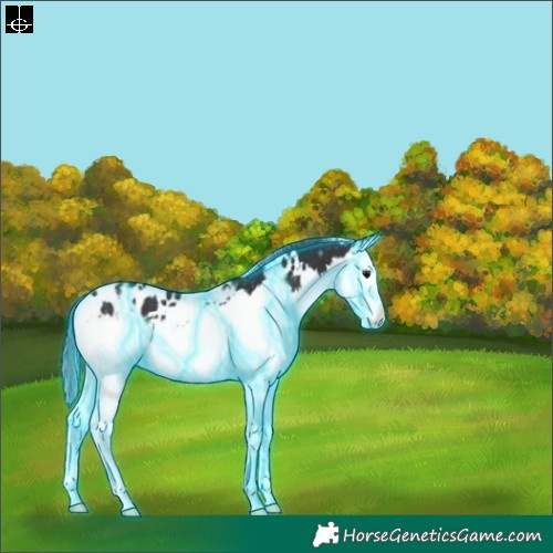 Horse Color:Thunderstruck White Spotted Smoky Black Splash Appaloosa 