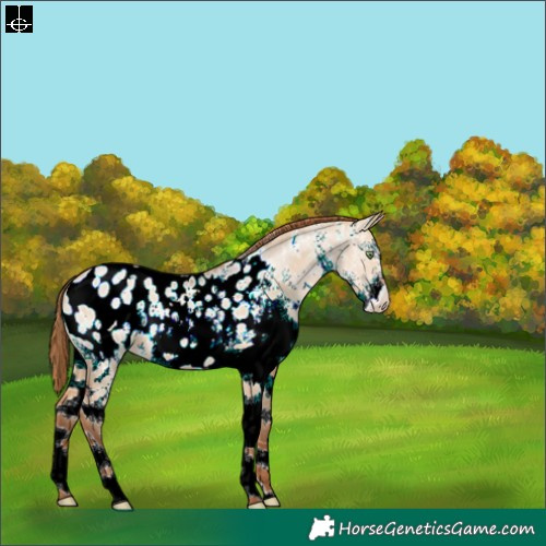 Horse Color:White Spotted Brown Pearl Dun Blanket 