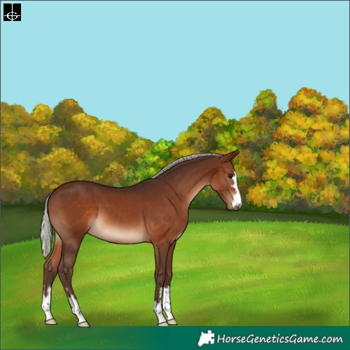 Horse Color:Silver Brown 