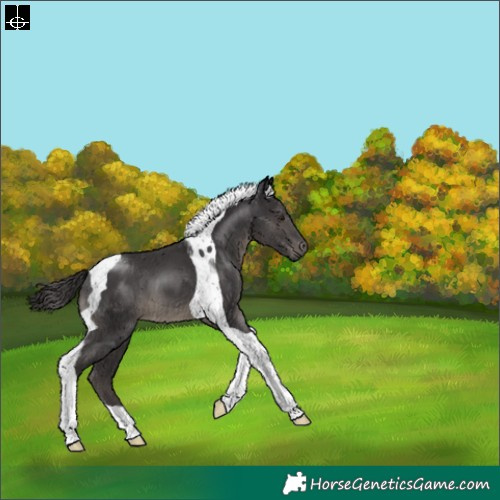 Horse Color:Smoky Black Tobiano 
