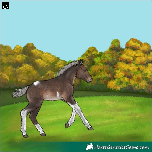Horse Color:Silver Brown Tobiano 