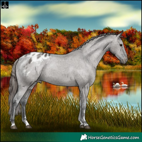 Horse Color:Grullo Varnish 