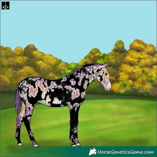 Horse Color:Watercolor Bay Dun Tobiano Near Leopard 