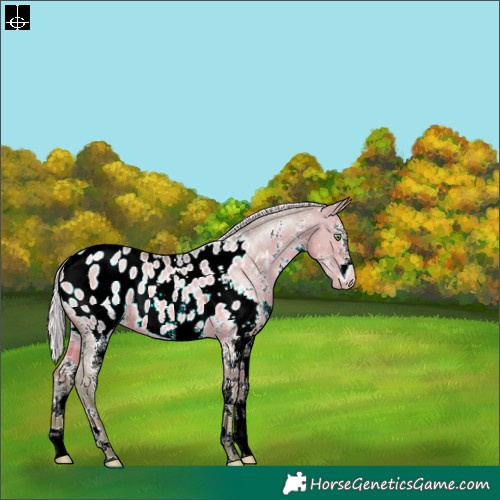Horse Color:Watercolor White Spotted Silver Brown Pearl Dun Blanket 
