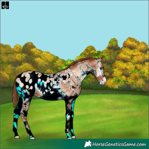 Horse Color:White Spotted Brown Pearl Onyx Appaloosa 