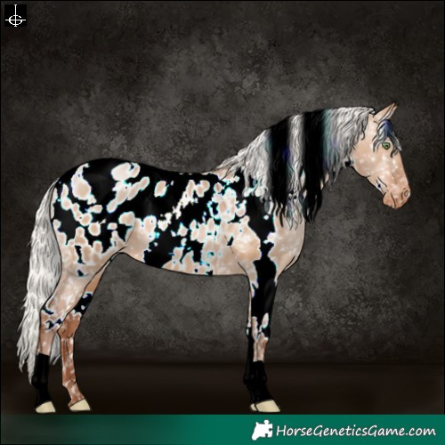 Horse Color:White Spotted Silver Brown Pearl Dun Blanket 
