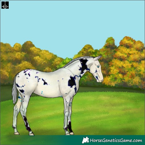 Horse Color:Watercolor White Spotted Buckskin Pearl Dun Varnish 