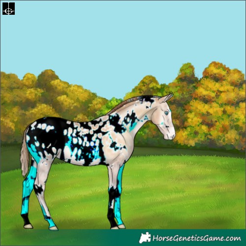Horse Color:White Spotted Buckskin Pearl Onyx Blanket 