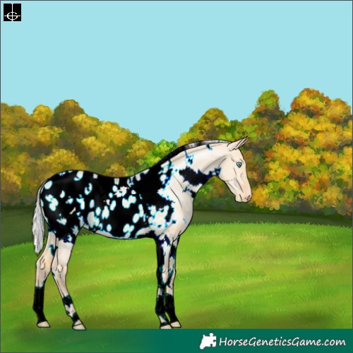 Horse Color:White Spotted Silver Buckskin Pearl Dun Appaloosa 