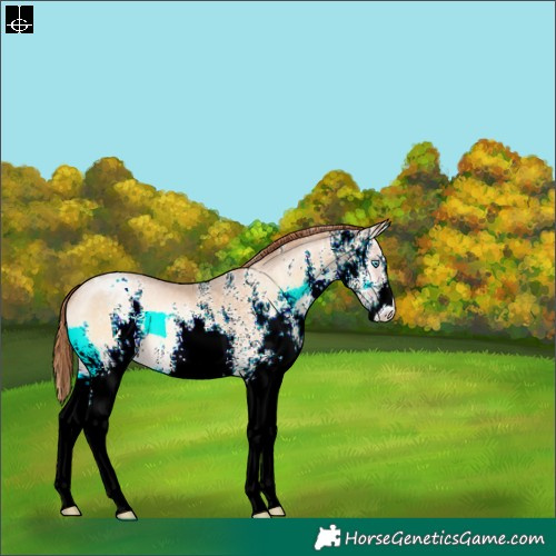 Horse Color:White Spotted Buckskin Pearl Onyx Varnish 