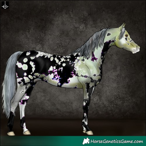 Horse Color:Watercolor White Spotted Brown Pearl Onyx Appaloosa 
