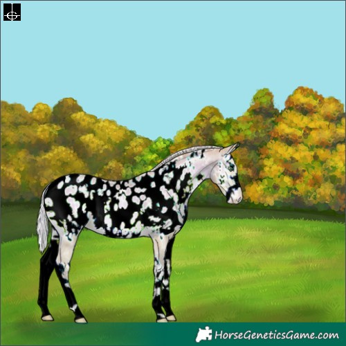 Horse Color:Watercolor White Spotted Silver Buckskin Pearl Onyx Splash Near Leopard Rabicano 