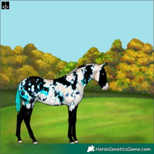 Horse Color:White Spotted Silver Amber Champagne Pearl Onyx Splash Blanket Rabicano 