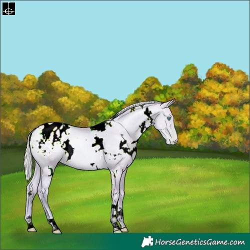 Horse Color:Watercolor White Spotted Silver Amber Champagne Pearl Dun Appaloosa Rabicano 