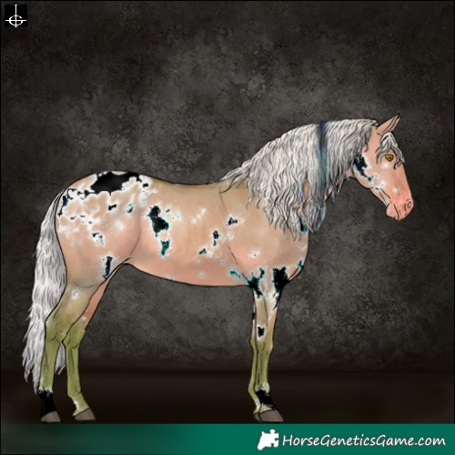 Horse Color:Watercolor White Spotted Silver Bay Dun Appaloosa 