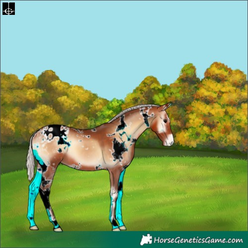 Horse Color:White Spotted Silver Bay Onyx Blanket 