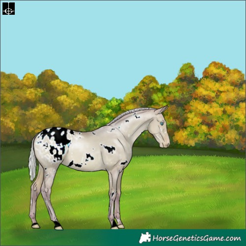 Horse Color:Watercolor White Spotted Silver Buckskin Pearl Dun Blanket 