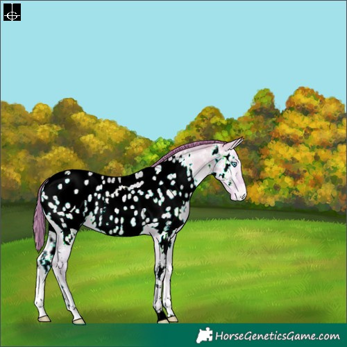 Horse Color:Watercolor White Spotted Buckskin Pearl Onyx Near Leopard 