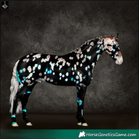 Horse Color:Silver Bay Pearl Onyx Sabino Splash Appaloosa Rabicano 