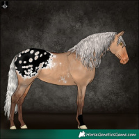 Horse Color:Silver Brown Dun Appaloosa 