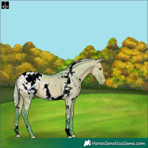 Horse Color:Watercolor White Spotted Silver Bay Dun Appaloosa 