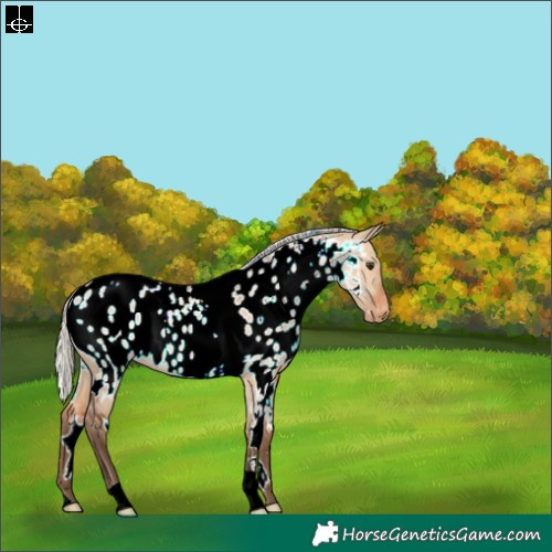 Horse Color:White Spotted Silver Bay Dun Near Leopard 
