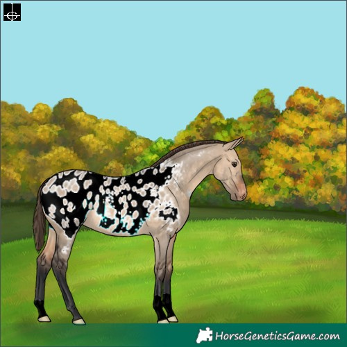 Horse Color:Brown Dun Appaloosa 