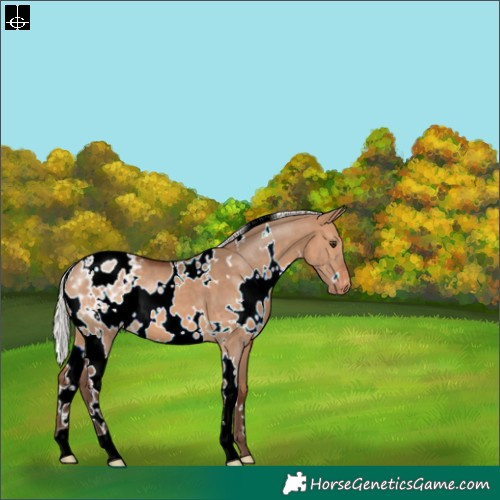 Horse Color:White Spotted Silver Brown Dun Blanket 