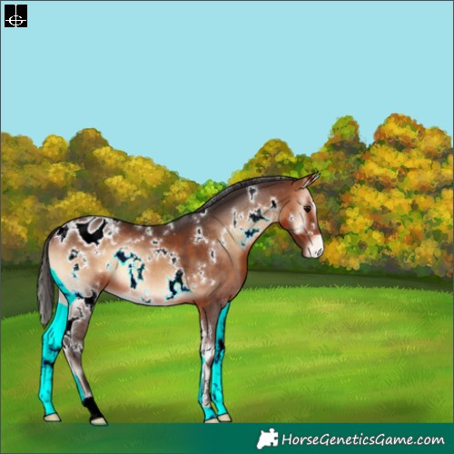 Horse Color:White Spotted Bay Onyx Appaloosa