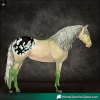 Horse Color:Watercolor Silver Bay Dun Appaloosa 
