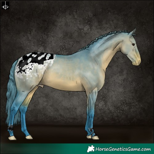 Horse Color:Watercolor Brown Dun Appaloosa 