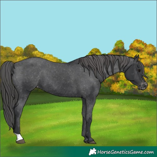Horse Color:Black Appaloosa 