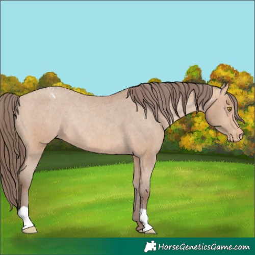 Horse Color:Amber Champagne Appaloosa Rabicano 