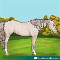 Horse Color:Amber Champagne Varnish Rabicano 