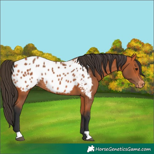 Horse Color:Bay Appaloosa Rabicano 