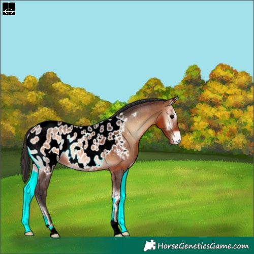 Horse Color:Bay Onyx Near Leopard 