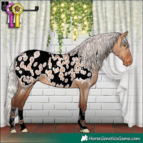 Horse Color:Silver Bay Dun Appaloosa