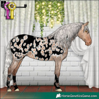 Horse Color:Silver Bay Dun Appaloosa 