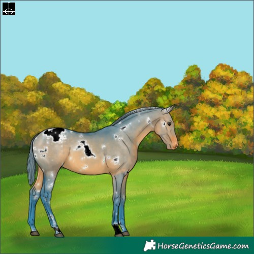 Horse Color:Watercolor White Spotted Brown Dun Appaloosa 