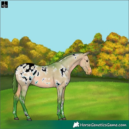 Horse Color:Watercolor White Spotted Bay Dun Appaloosa 