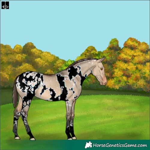 Horse Color:White Spotted Bay Dun Blanket 