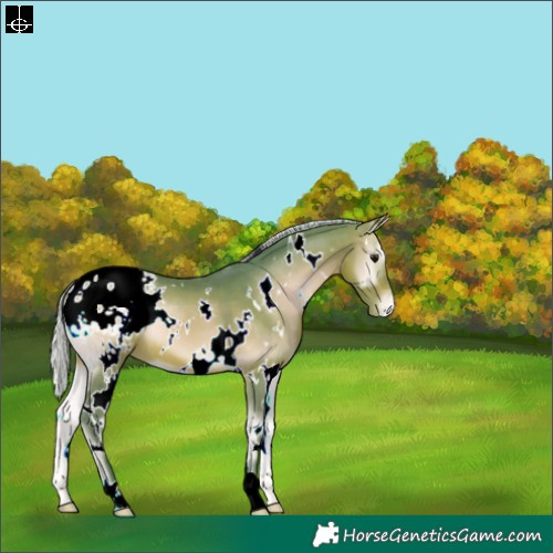 Horse Color:Watercolor White Spotted Silver Bay Onyx Blanket 