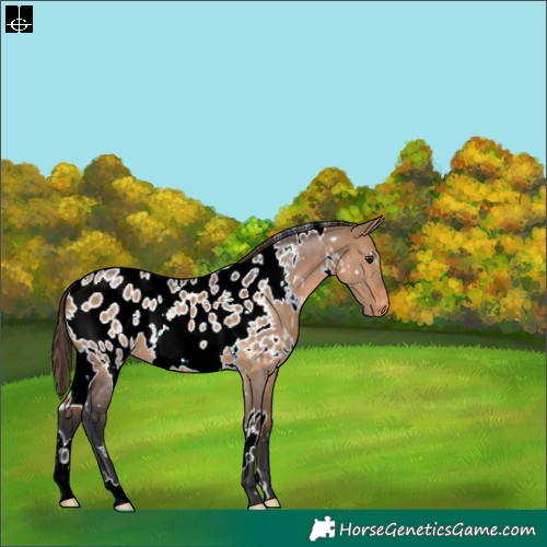 Horse Color:White Spotted Brown Dun Near Leopard 
